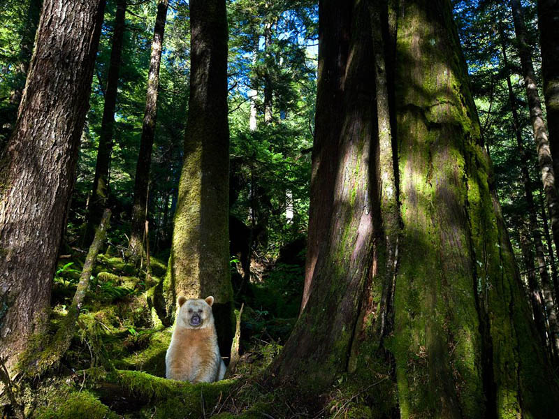 bear in forest photobomb british columbia canada Picture of the Day: Suddenly... A Bear!