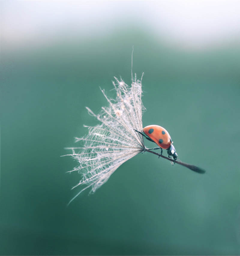 ladybug landing with style Picture of the Day: Ladybug Lands With Style