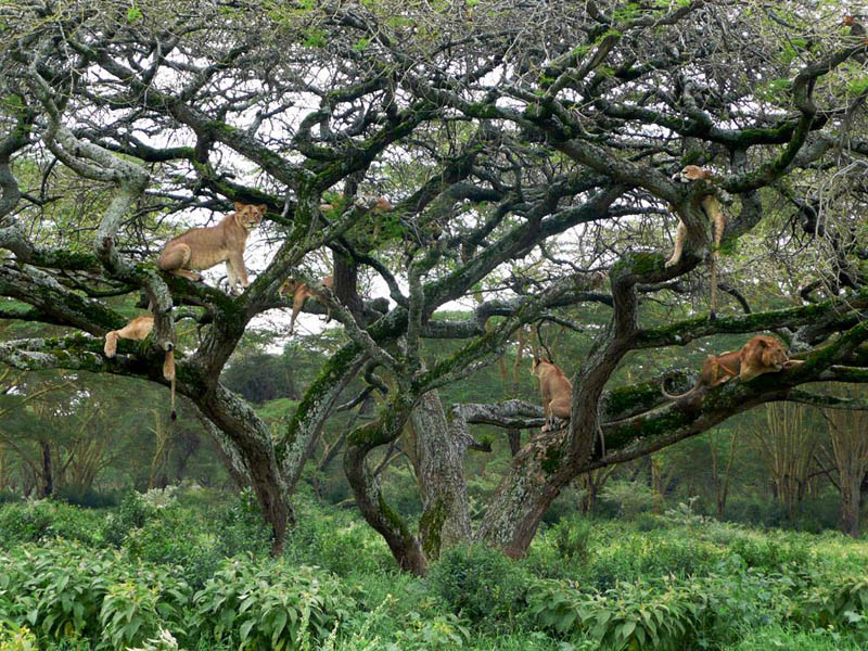 pride of lions lying lounging on tree kenya africa Picture of the Day: Lions Lounging in the Trees