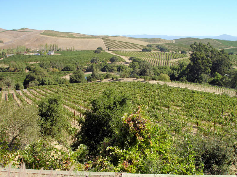 artesa vineyards sonoma valley california 35 Gorgeous Vineyards Around the World