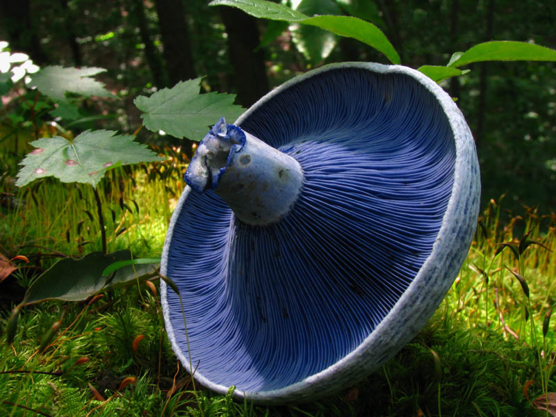 blue milk mushroom Picture of the Day: The Blue Milk Mushroom
