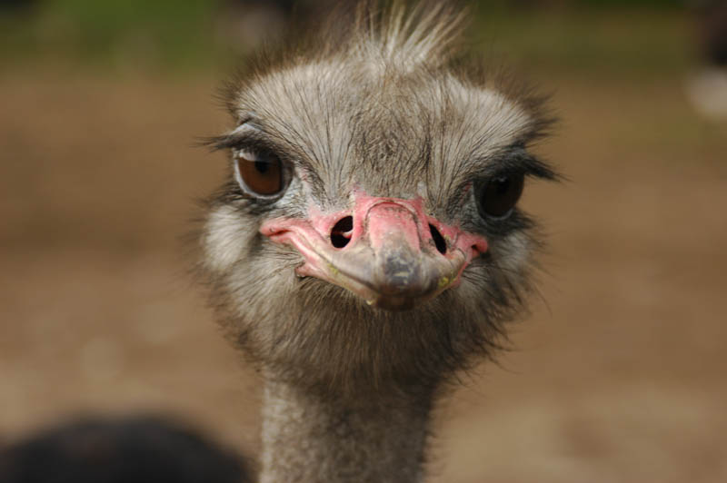 cute ostrich 10 Things You Didnt Know About the Worlds Largest Bird