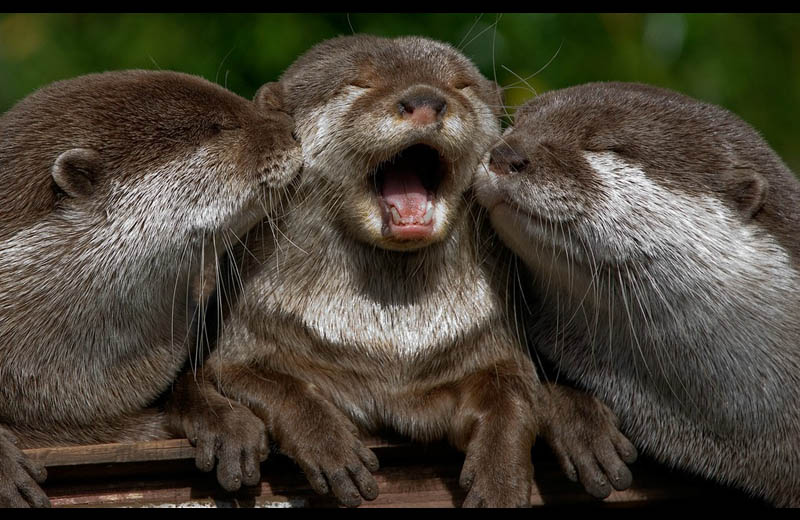 cute otters two kissing another otter on both sides Picture of the Day: Cute Overload