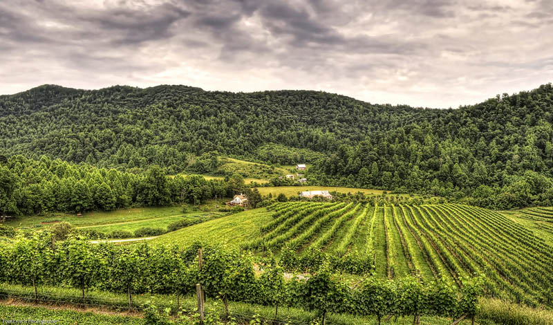 defosse vineyard charlottesville virginia 35 Gorgeous Vineyards Around the World