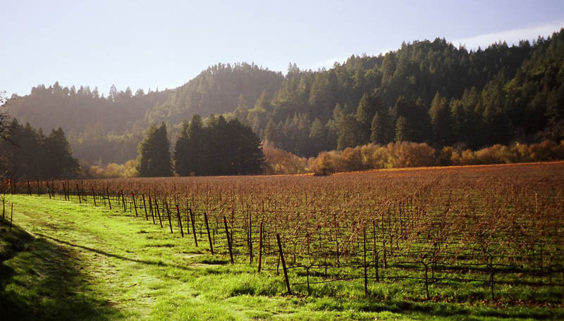 drake vineyard gurneville california 35 Gorgeous Vineyards Around the World
