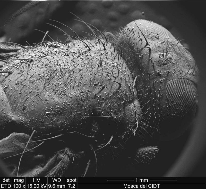 fly under microscope ivan jimenez boone Incredible Examples of Electron Microscope Photography