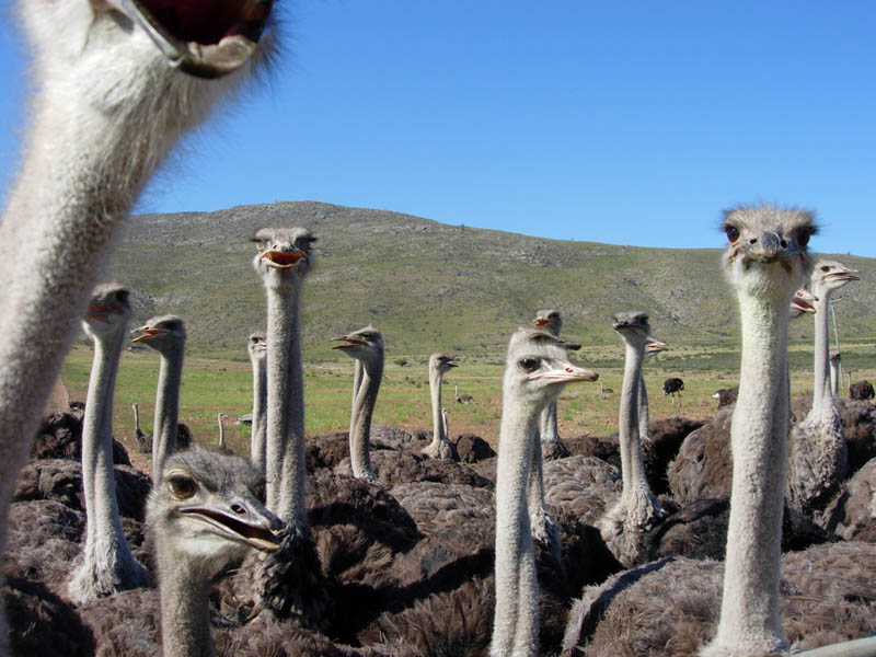 group of ostrich 10 Things You Didnt Know About the Worlds Largest Bird