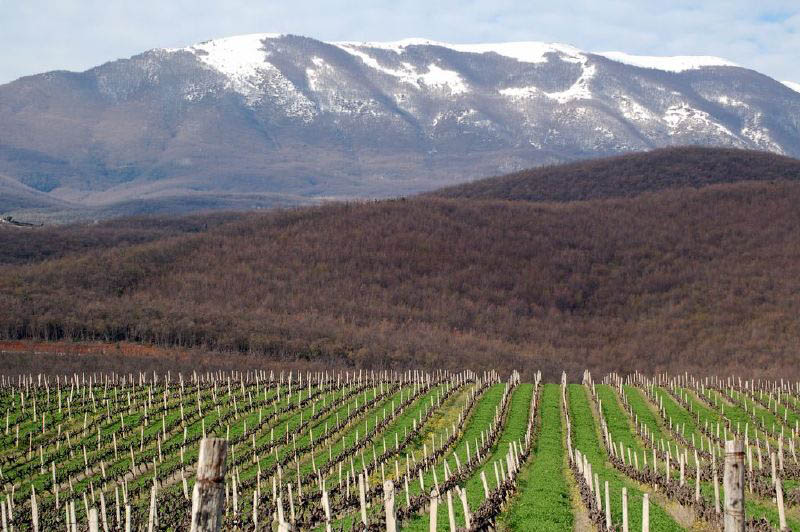 kir yianni vineyards greece 35 Gorgeous Vineyards Around the World