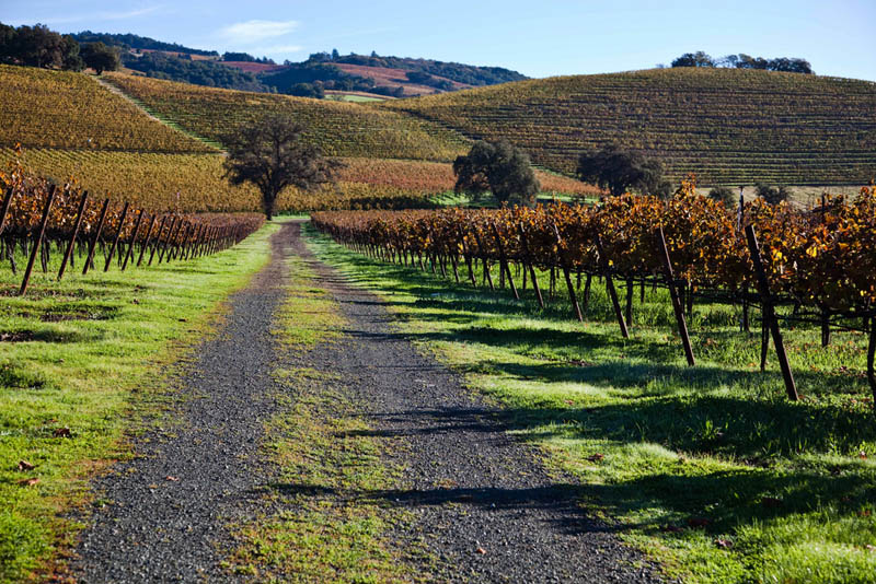 kunde estate vineyards sonoma county california 35 Gorgeous Vineyards Around the World