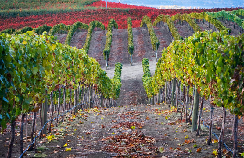 lake chelan vineyard washington state usa 35 Gorgeous Vineyards Around the World