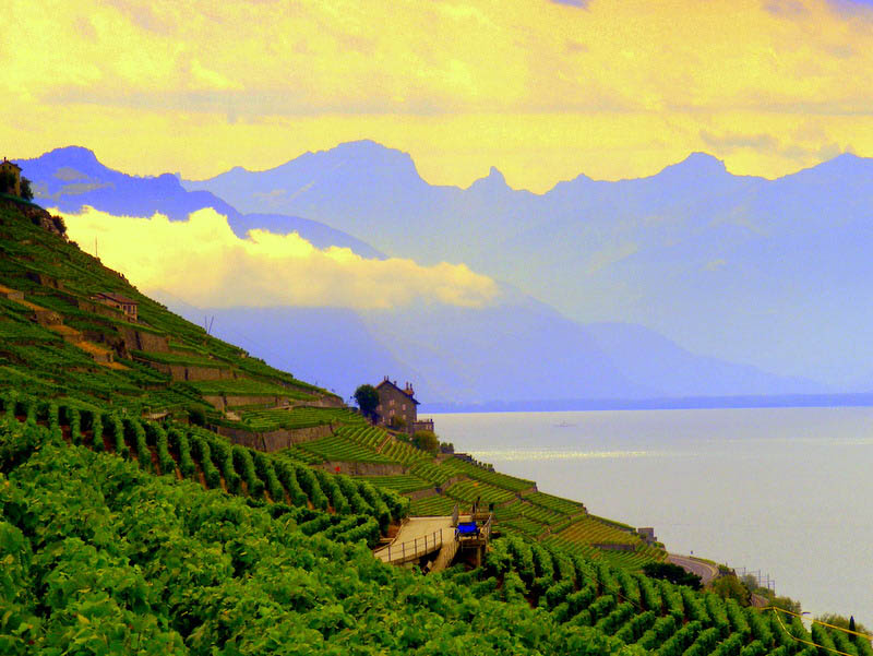lavaux switzerland 35 Gorgeous Vineyards Around the World