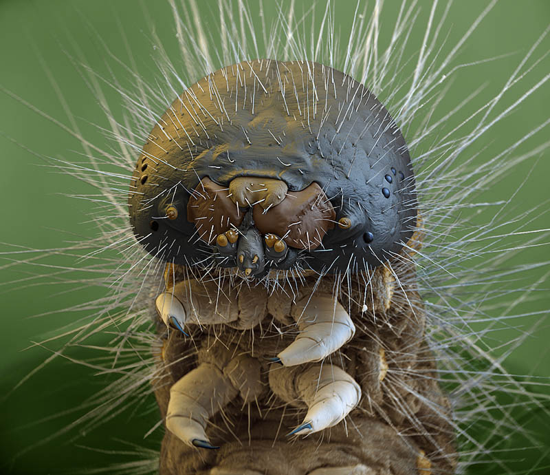 macro caterpillar microscopic photograph oliver meckes Incredible Examples of Electron Microscope Photography