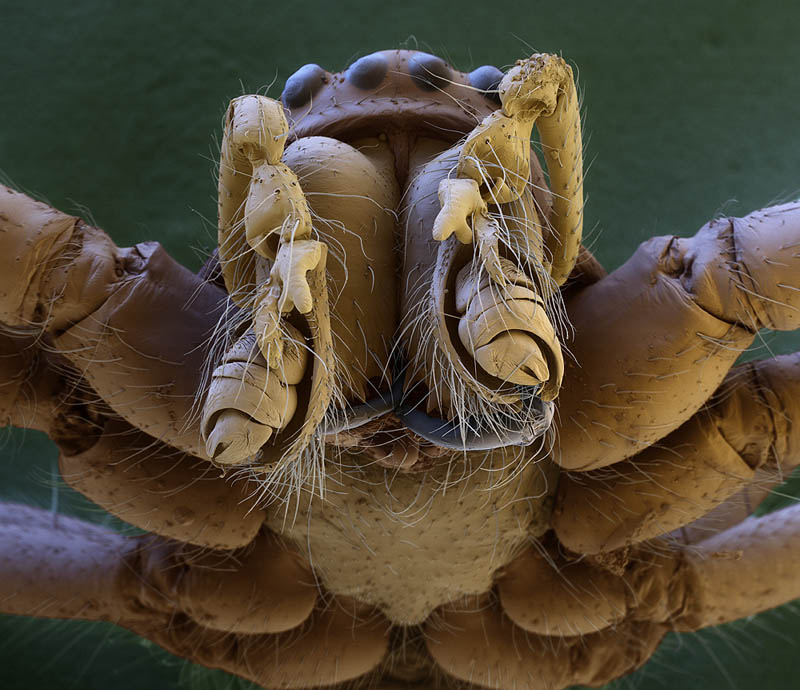 macro spider head electron microscope oliver meckes Incredible Examples of Electron Microscope Photography