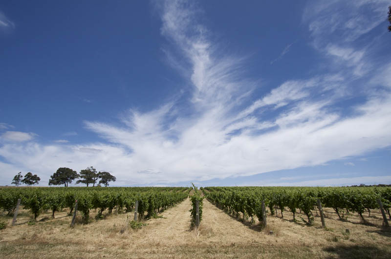 margaret river vineyard western australia 35 Gorgeous Vineyards Around the World