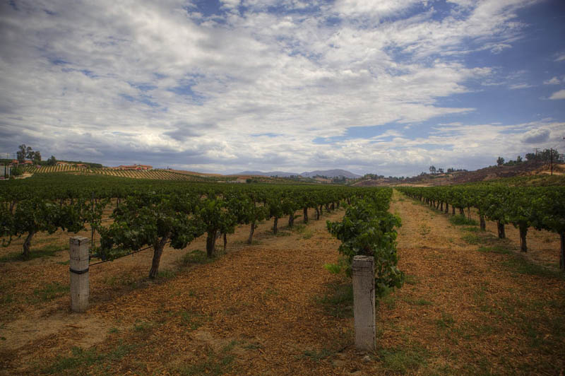 maurice carrie winery temecula california 35 Gorgeous Vineyards Around the World