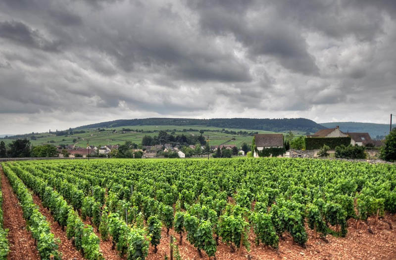muersault france burgundy eastern france vineyard 35 Gorgeous Vineyards Around the World