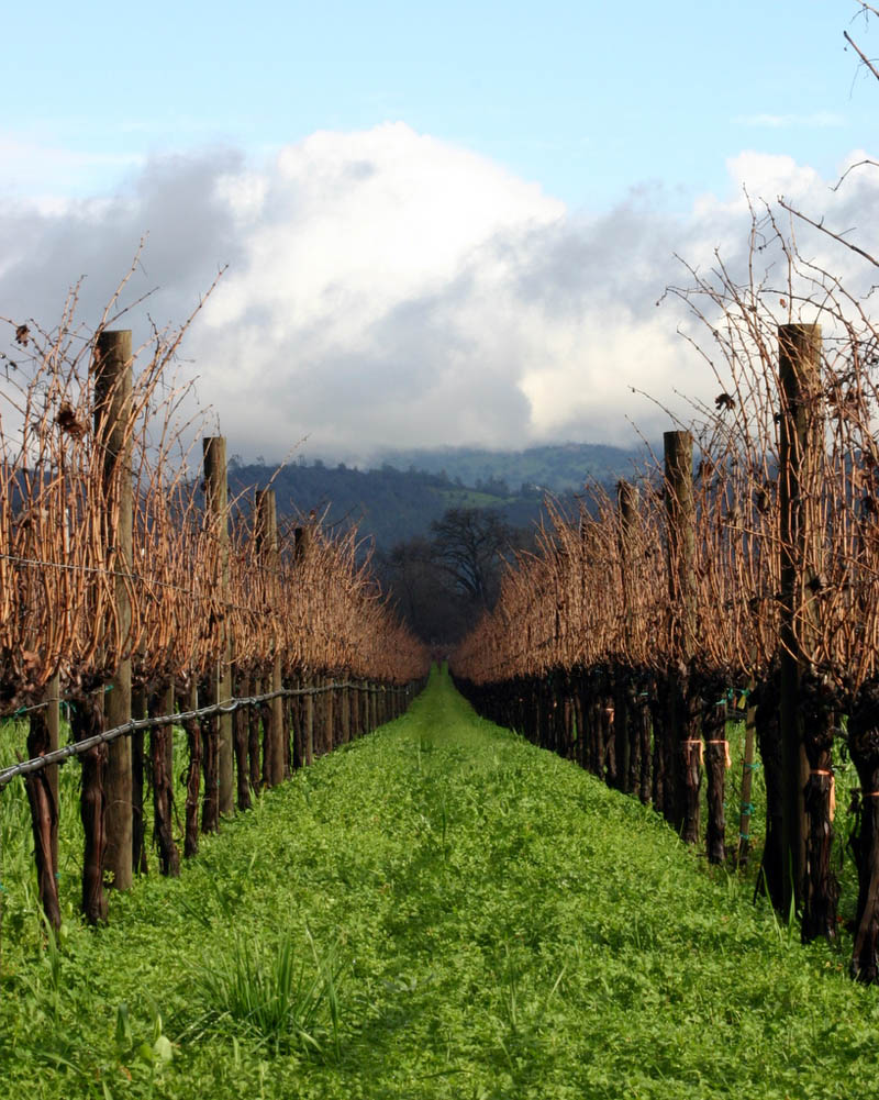 napa valley vineyard cali 35 Gorgeous Vineyards Around the World