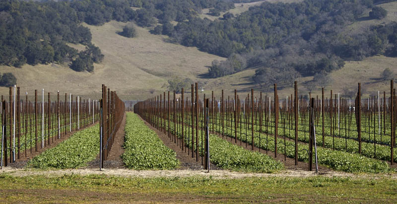 napa valley vineyard california 35 Gorgeous Vineyards Around the World