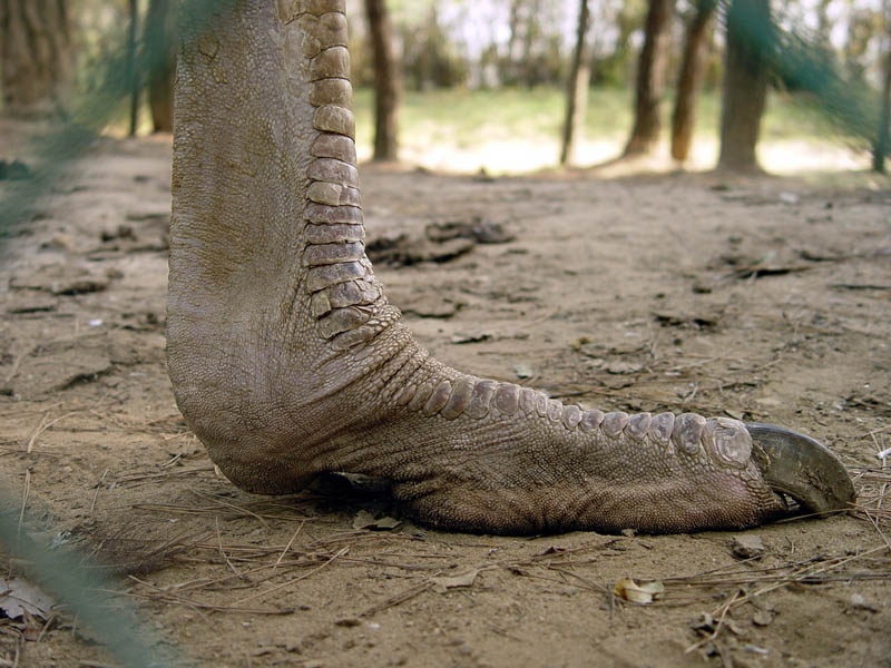 ostrich foot closeup 10 Things You Didnt Know About the Worlds Largest Bird