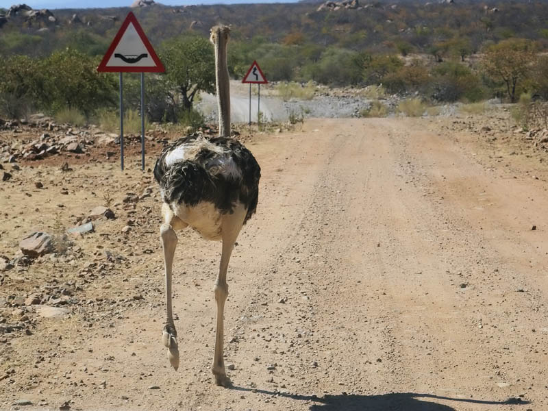 ostrich from behind 10 Things You Didnt Know About the Worlds Largest Bird