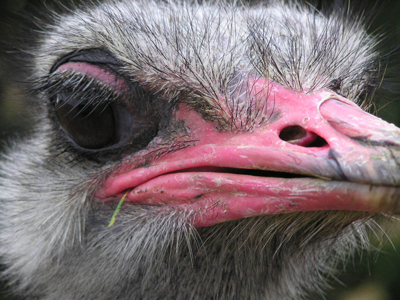 ostrich gangster 10 Things You Didnt Know About the Worlds Largest Bird