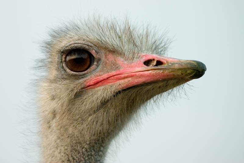 ostrich head closeup 10 Things You Didnt Know About the Worlds Largest Bird