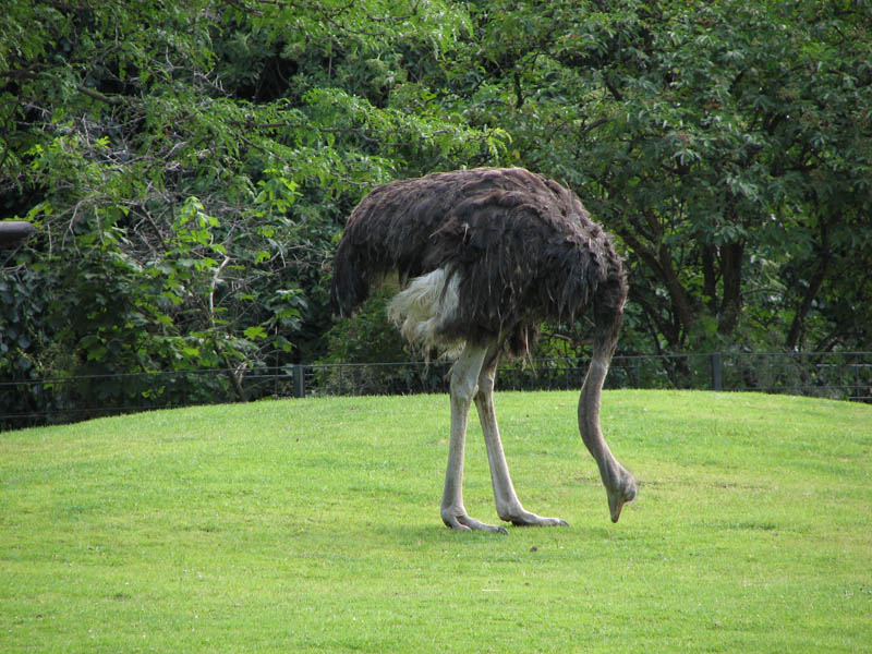 ostrich head in ground is a myth 10 Things You Didnt Know About the Worlds Largest Bird
