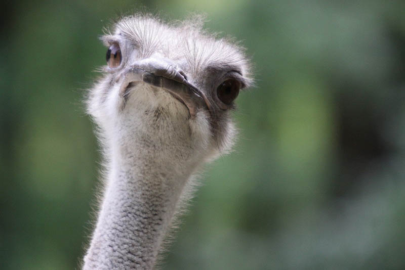 ostrich portrait 10 Things You Didnt Know About the Worlds Largest Bird