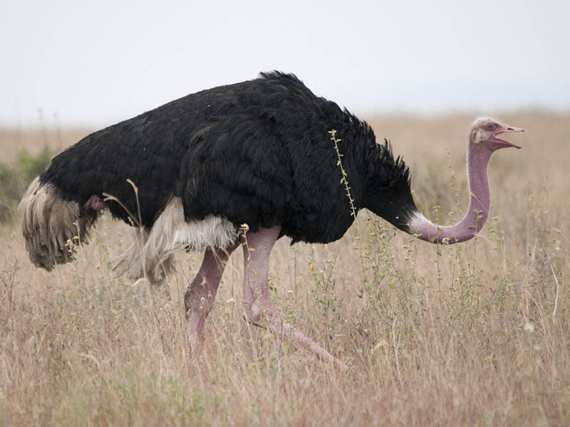 ostrich walking 10 Things You Didnt Know About the Worlds Largest Bird