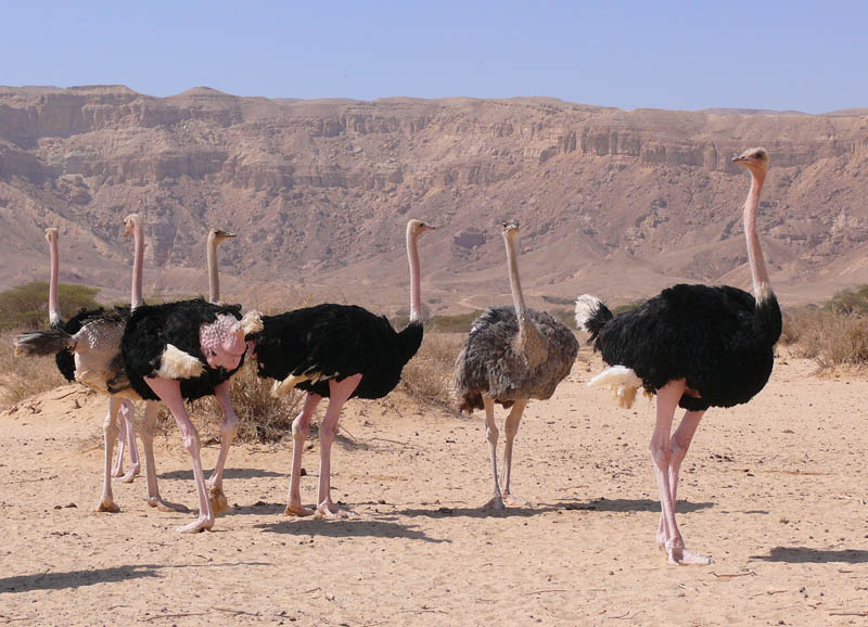 ostriches 10 Things You Didnt Know About the Worlds Largest Bird