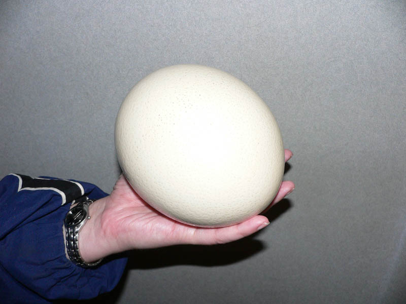 size of an ostrich egg in hand 10 Things You Didnt Know About the Worlds Largest Bird