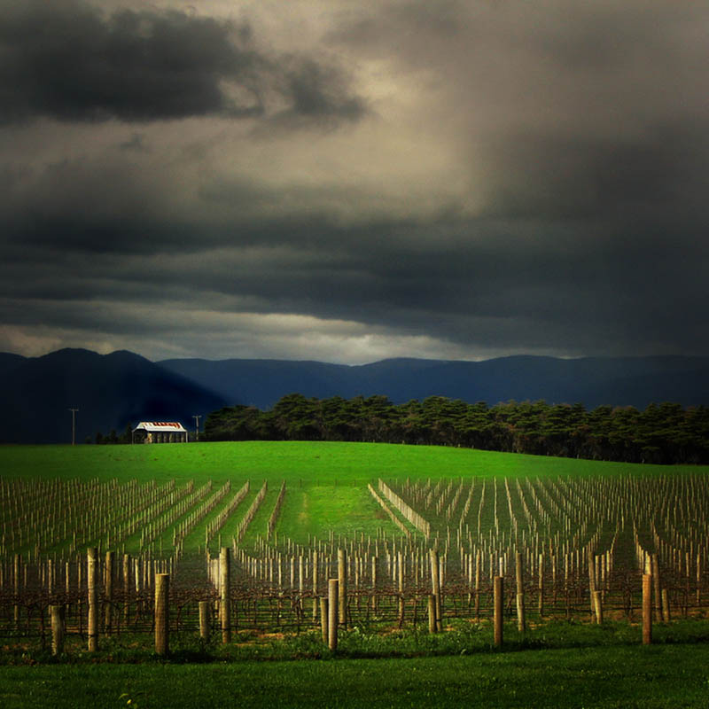 train trak vineyard yarra valley australia 35 Gorgeous Vineyards Around the World