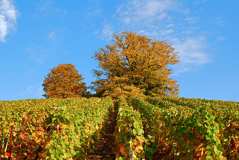 verzenay northeastern france vineyard 35 Gorgeous Vineyards Around the World