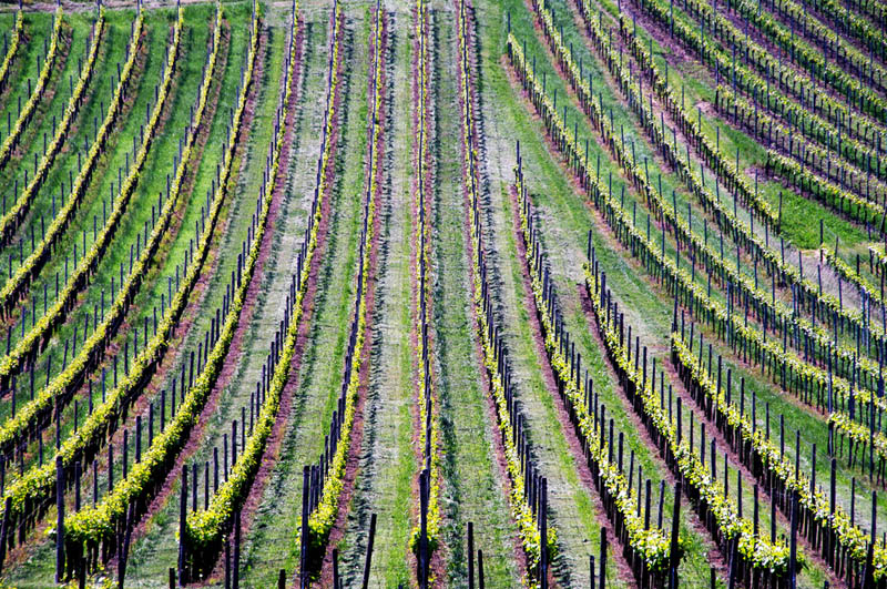 vineyard baden wurttemberg germany 35 Gorgeous Vineyards Around the World