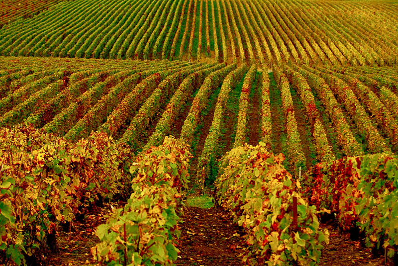 vineyard hermonville france 35 Gorgeous Vineyards Around the World
