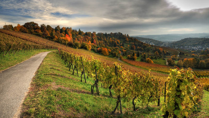 vineyard suttgart germany 35 Gorgeous Vineyards Around the World