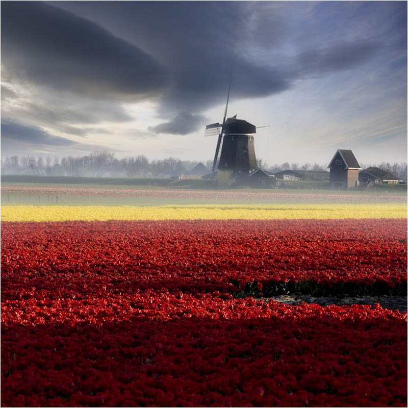 windmill in holland  by adamsalwanowicz Picture of the Day: Holland Daze