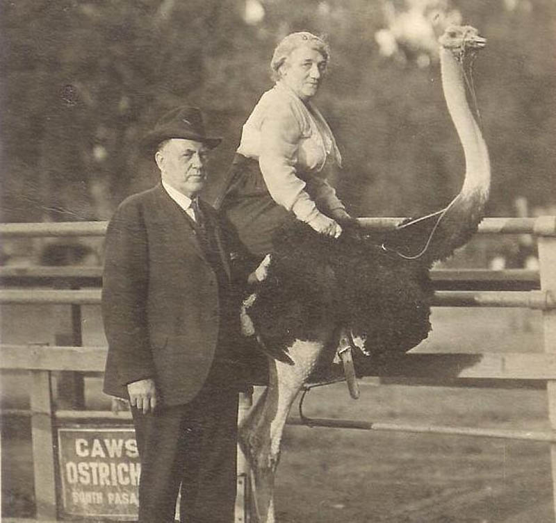 woman riding an ostrich 10 Things You Didnt Know About the Worlds Largest Bird