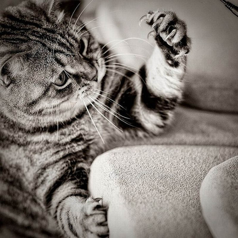 cat staring at claws Picture of the Day: The Claaaaaaaaw!