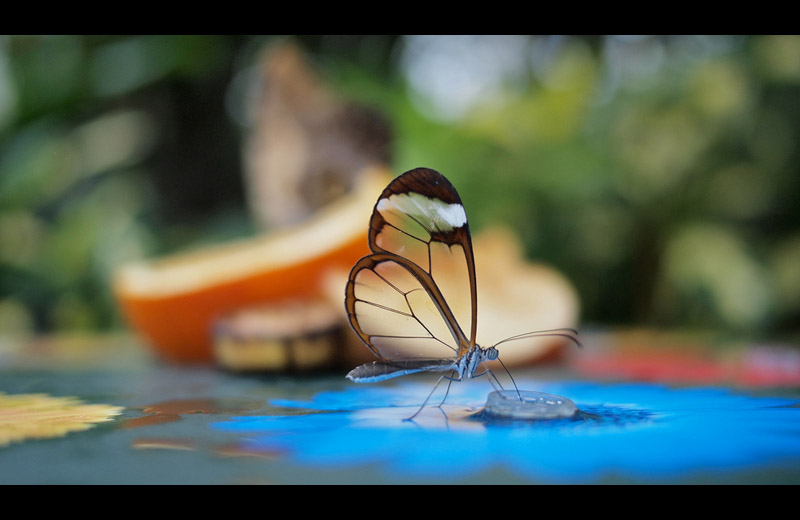 glasswinged butterfly Picture of the Day: The Stunning Glasswinged Butterfly