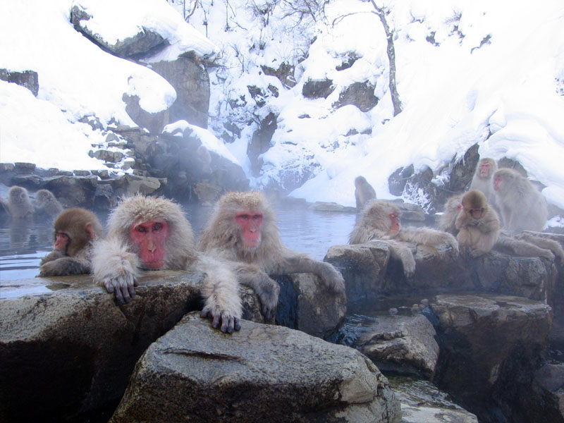 snow monkeys in hot springs japanese macaques Picture of the Day: Snow Monkeys Lounging in Hot Springs