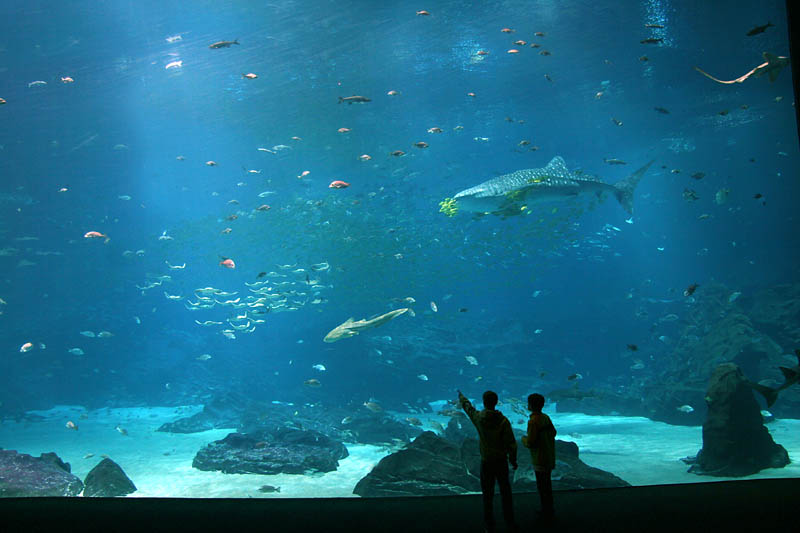 worlds largest aquarium atlanta georgia 12 The World's Largest Aquarium [25 pics]