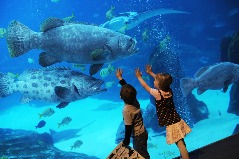 worlds largest aquarium atlanta georgia 13 The World's Largest Aquarium [25 pics]