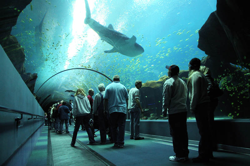 worlds largest aquarium atlanta georgia 15 Cool Custom Fish Tank Headboard for your Bed