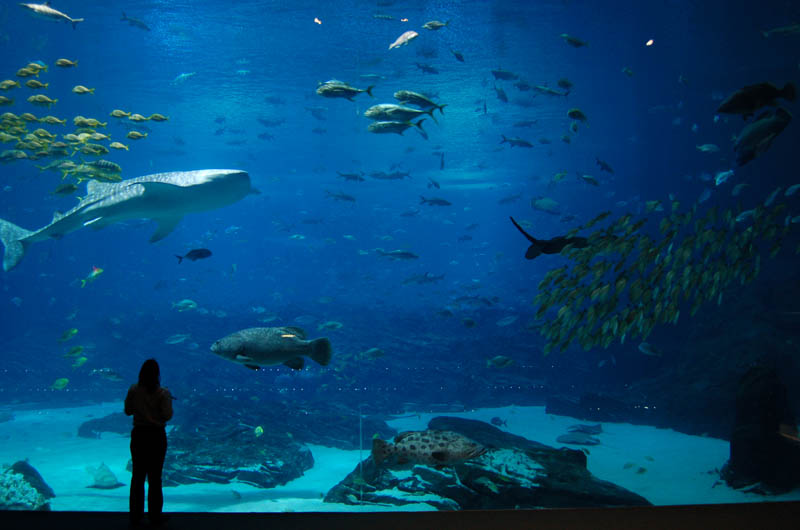 worlds largest aquarium atlanta georgia 17 The World's Largest Aquarium [25 pics]