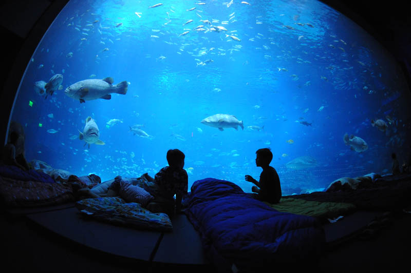 worlds largest aquarium atlanta georgia 18 The World's Largest Aquarium [25 pics]