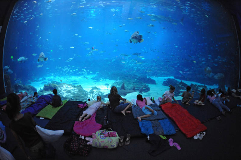 worlds largest aquarium atlanta georgia 19 The World's Largest Aquarium [25 pics]
