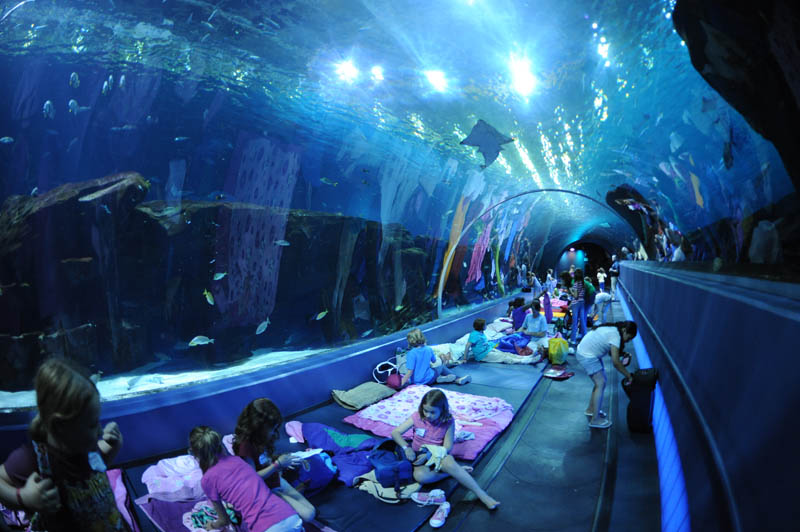 worlds largest aquarium atlanta georgia 20 The World's Largest Aquarium [25 pics]