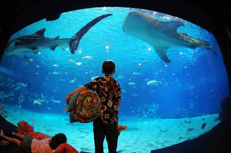 worlds largest aquarium atlanta georgia 21 The World's Largest Aquarium [25 pics]