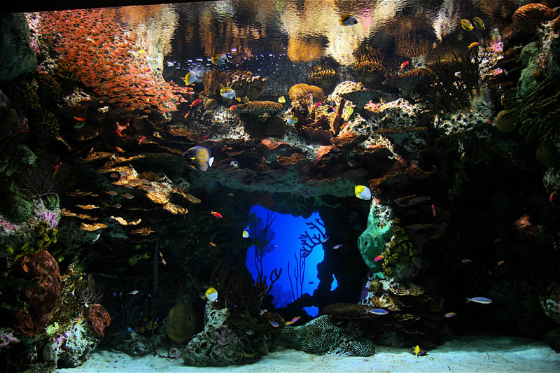 worlds largest aquarium atlanta georgia 22 The World's Largest Aquarium [25 pics]